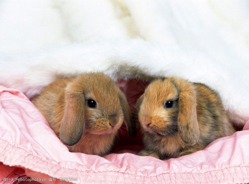 两只小兔子图片素材