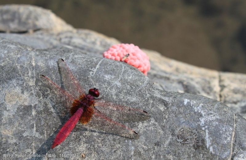 田螺卵图片素材