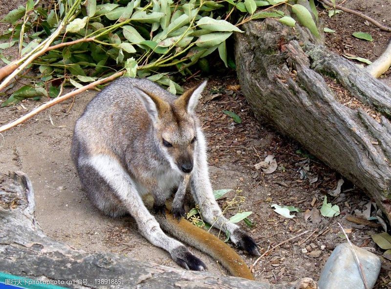 澳大利亚国徽动物图片素材