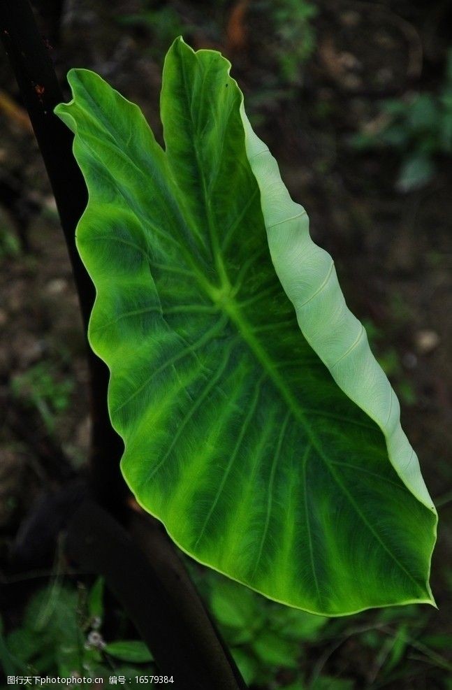 四川乐山芋头的绿色叶子图片