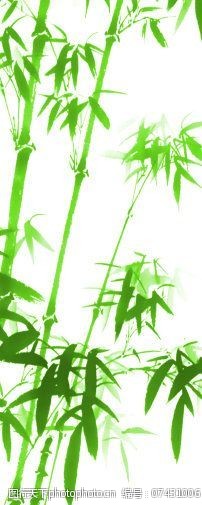 风景生活旅游餐饮竹子的种类