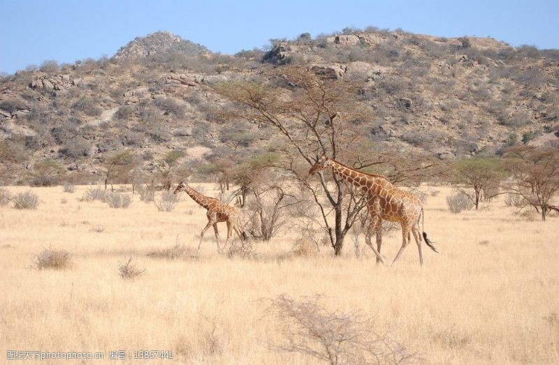 神奇动物2长颈鹿母子图片