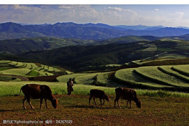 顺图片下载云南东川晚霞山牛图