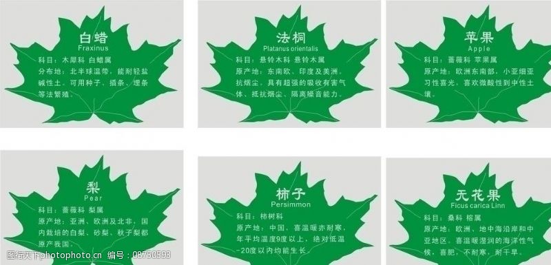 白蜡木树种树叶型树种牌的介绍图片