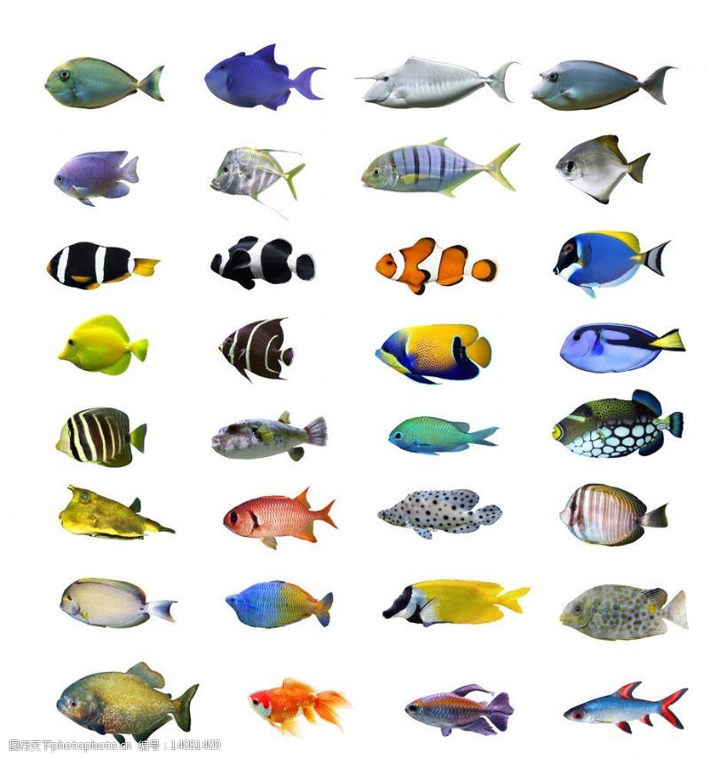 高清图片集鱼类图集图片