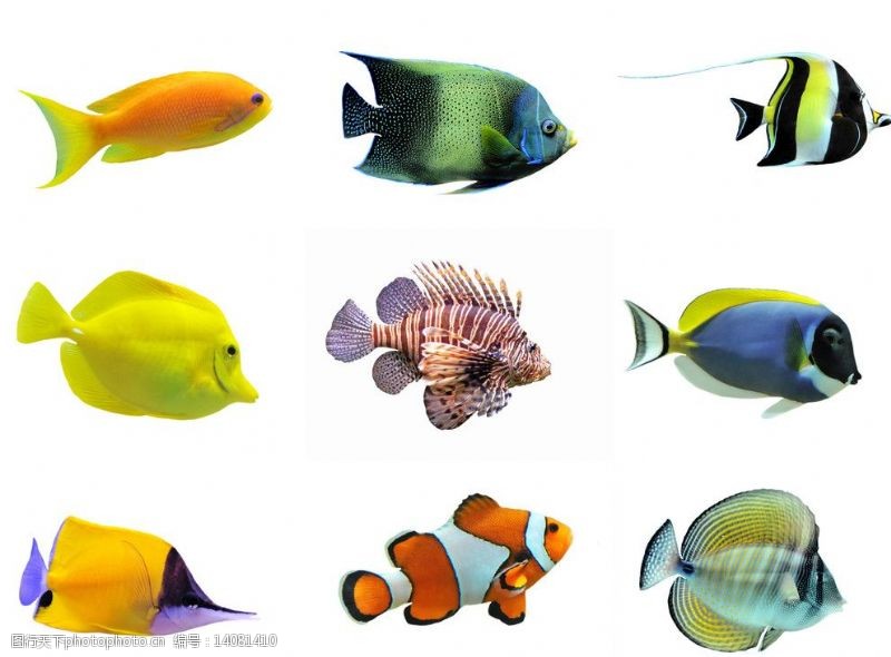 高清图片集鱼类图集图片