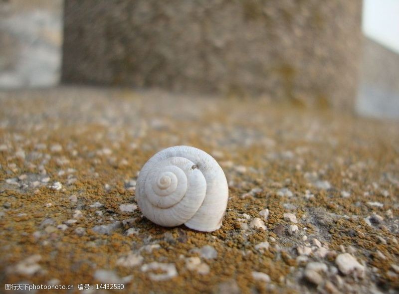 蜗蜗石头上的蜗牛壳图片