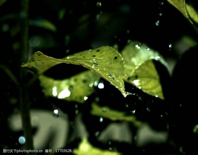 流媒体水滴在叶子上高清素材图片