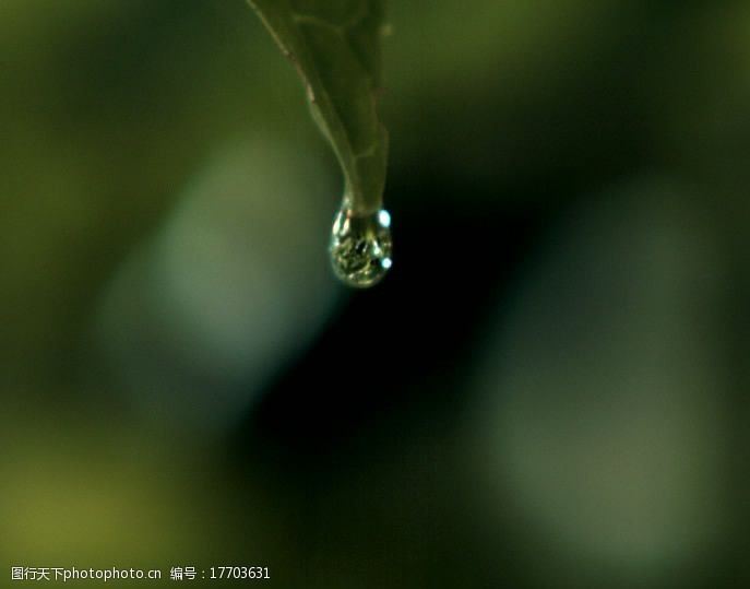 流媒体一滴水滴在叶子上图片