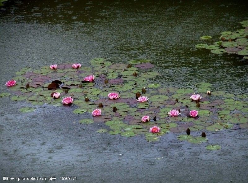 宁静池塘里的睡莲图片