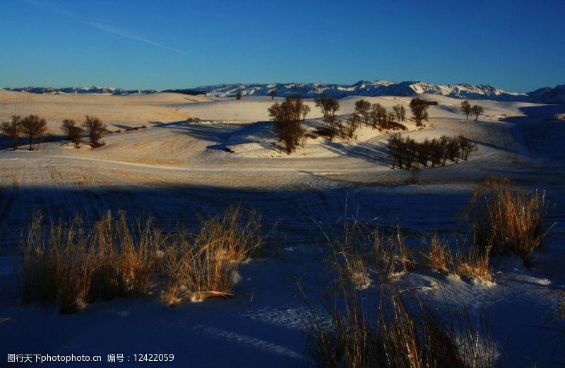 雪地芨芨草雪地晨光图片