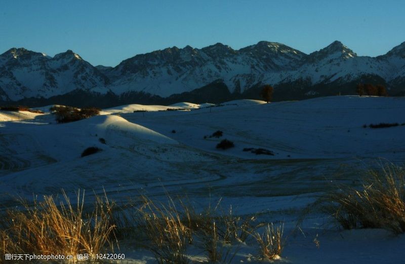 雪地芨芨草雪山晨光图片