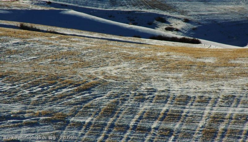 雪地芨芨草雪地麦碴图片
