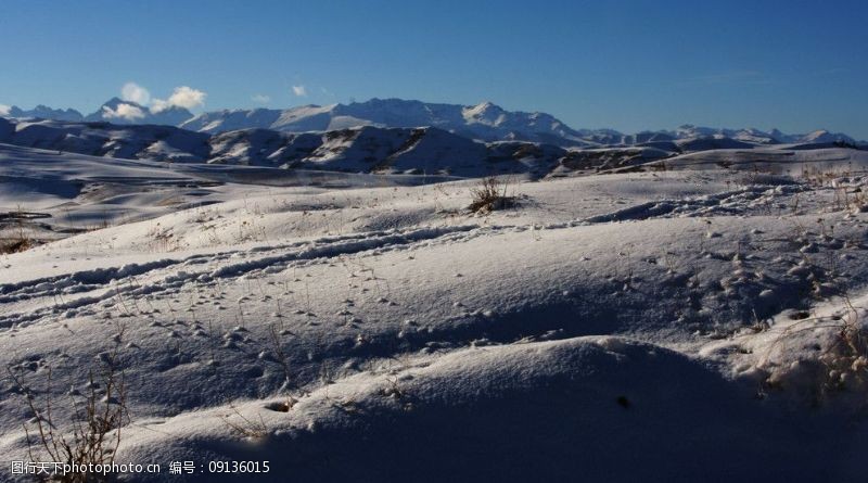雪地芨芨草雪地雪山图片
