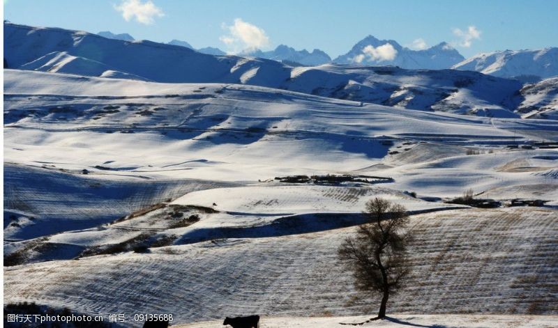 雪地芨芨草雪山牧牛图片
