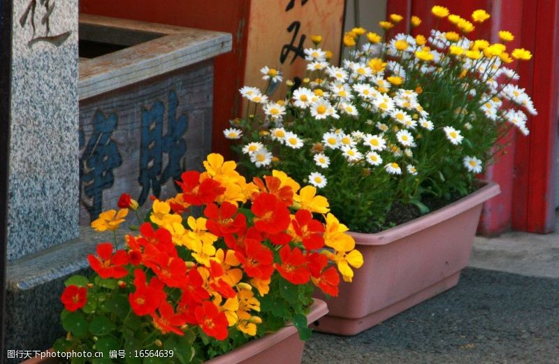 绿化城市日本盆栽花艺图片