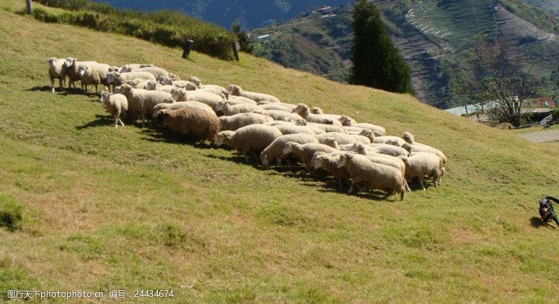 牧羊绵羊群