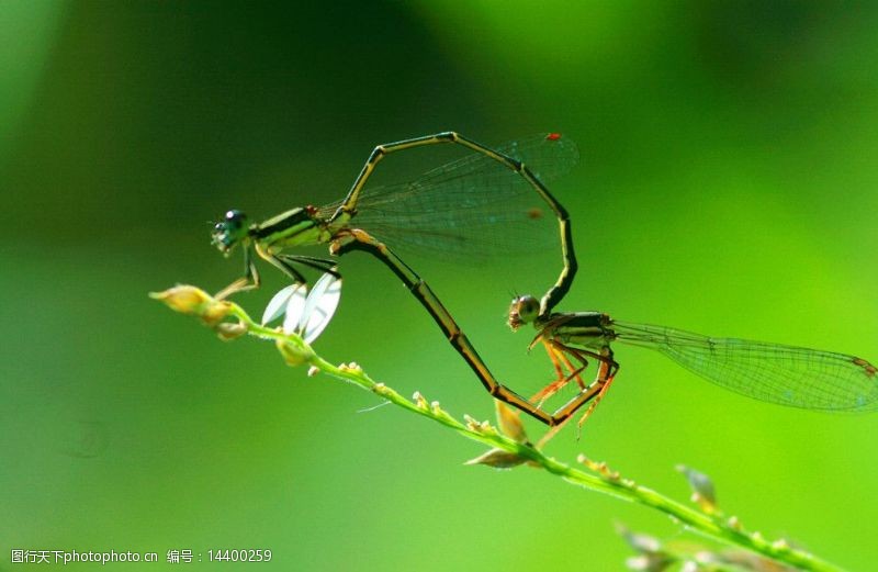蜻蜓热恋图片