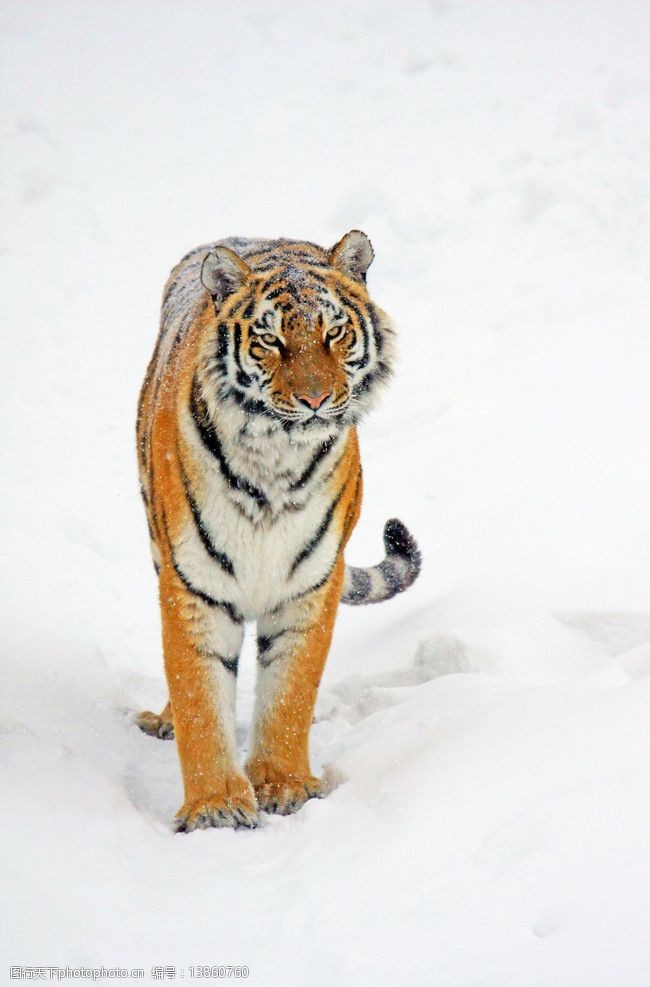 虎虎生威雪地上的老虎图片