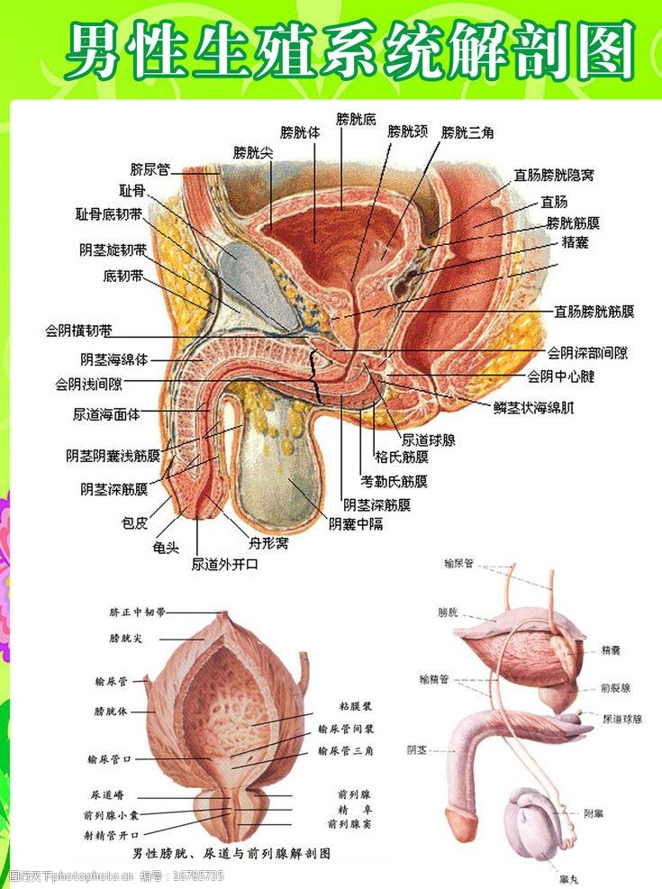 生殖系统图男性生殖系统解剖图图片