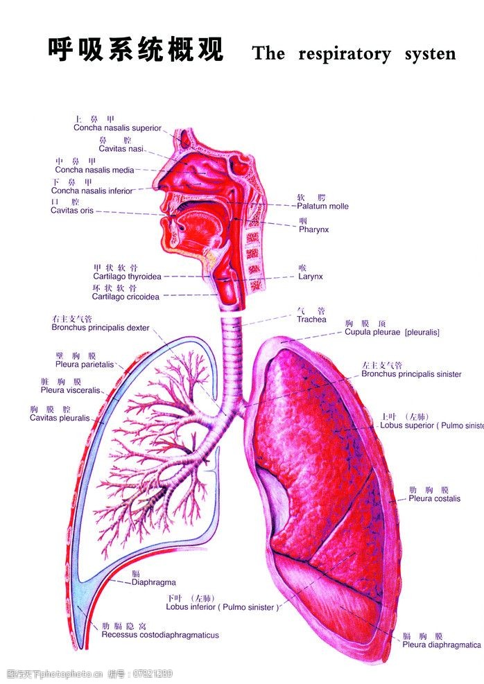 内脏呼吸系统图图片