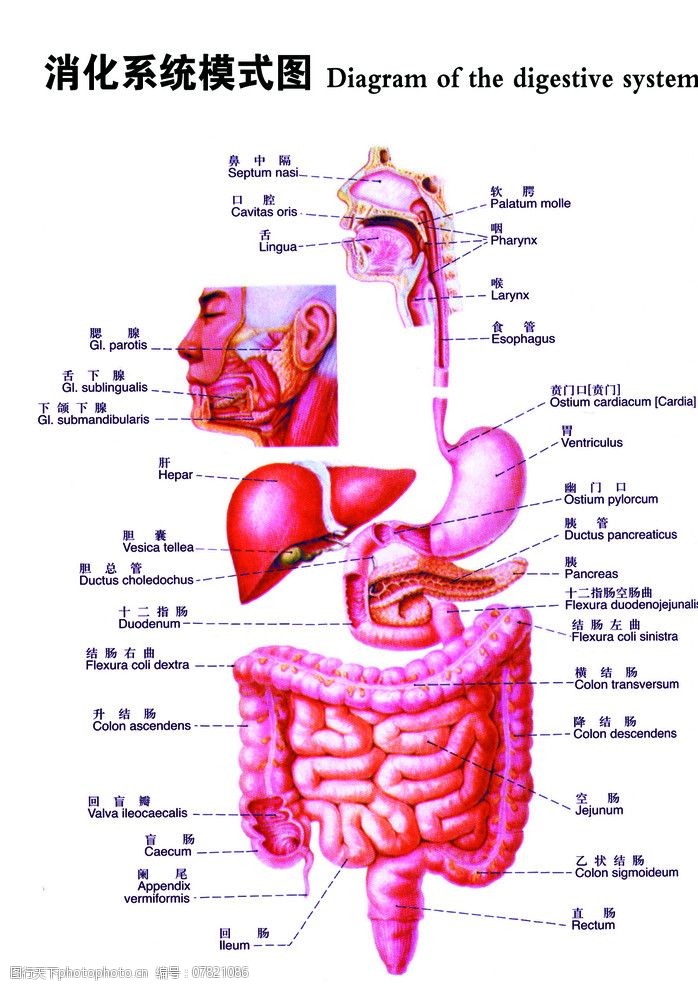 内脏消化系统模式图图片