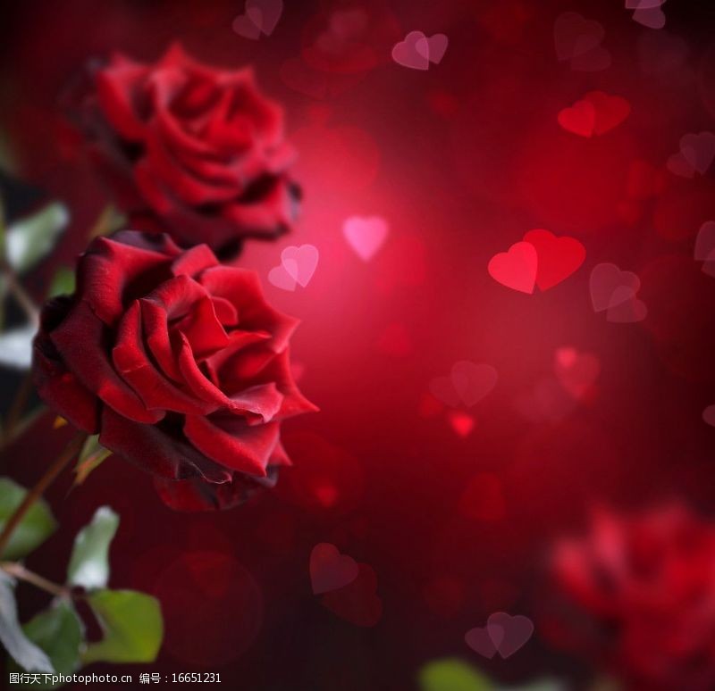 爱心玫瑰玫瑰爱心背景图片