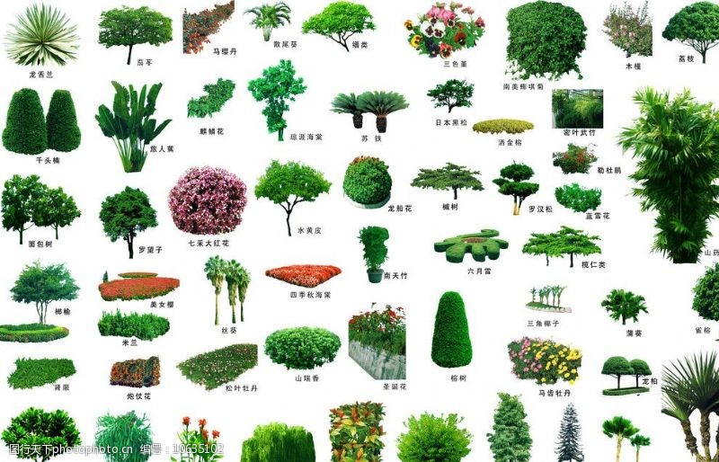 树之大集合配名植物图片