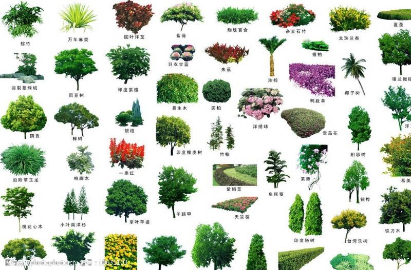树之大集合配名植物图片