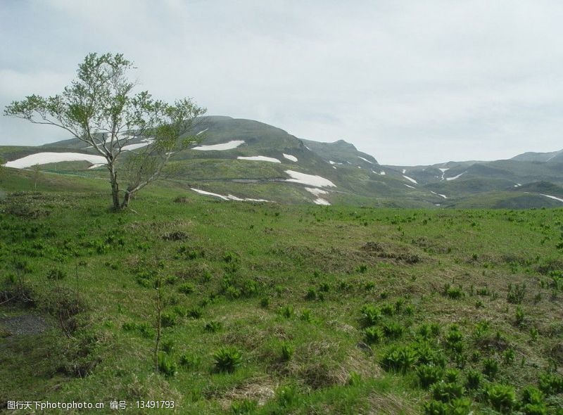 针叶树长白山岳桦林带与高山苔原带交界处图片