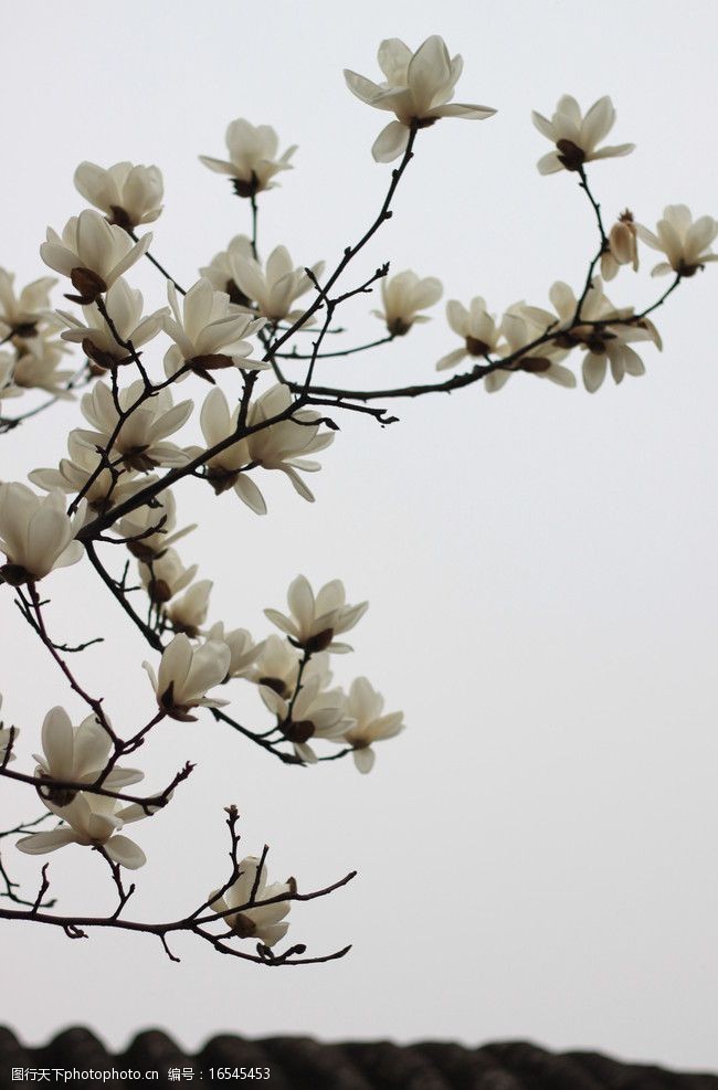 春天的风景白玉兰图片