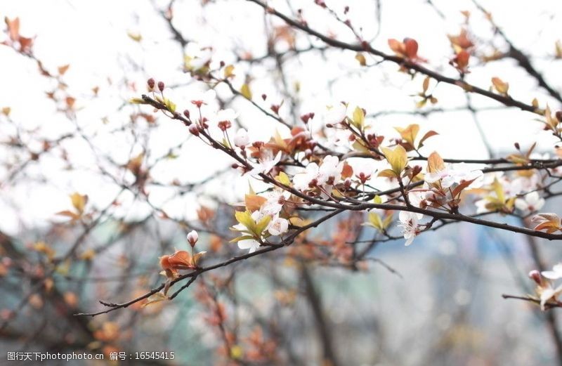 春天的风景梨花图片