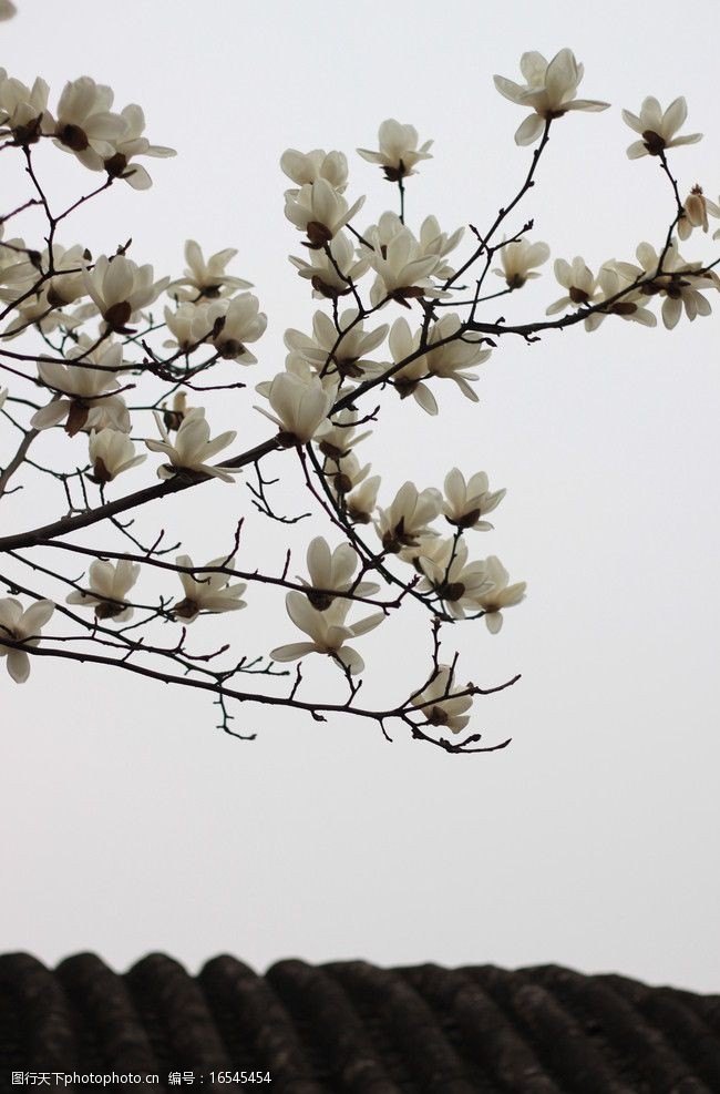 春天的风景玉兰花图片
