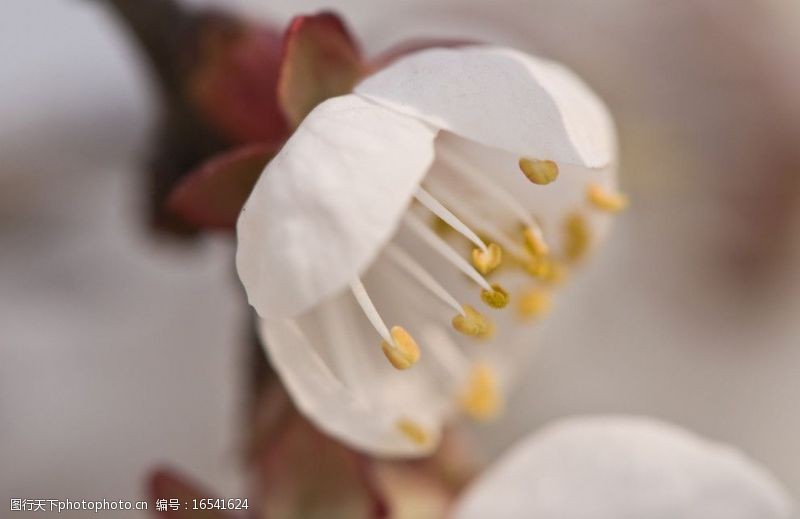 春天的风景白色樱花图片
