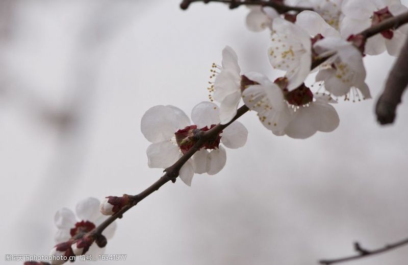 春天的风景白色樱花图片