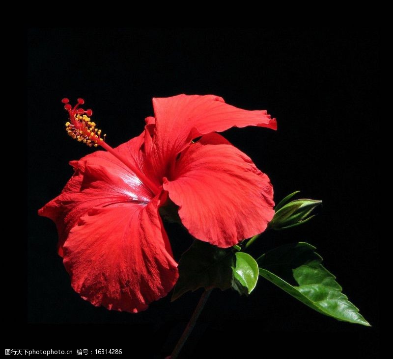 赤槿大红花图片