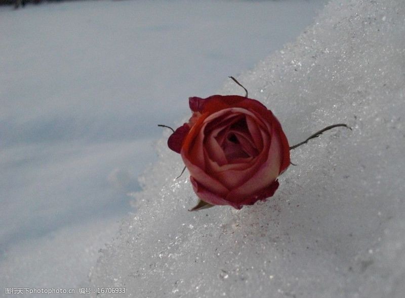 待雪草雪中的花图片