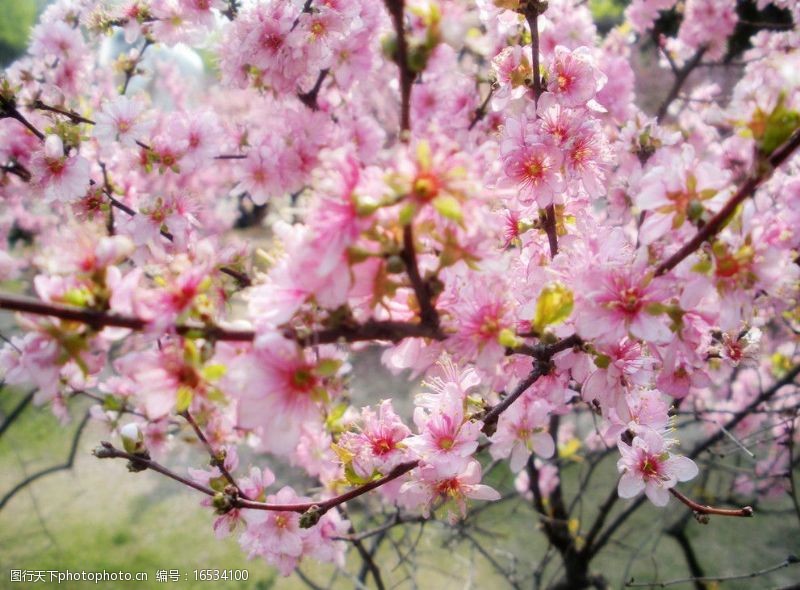 春意盎然美丽的花儿图片