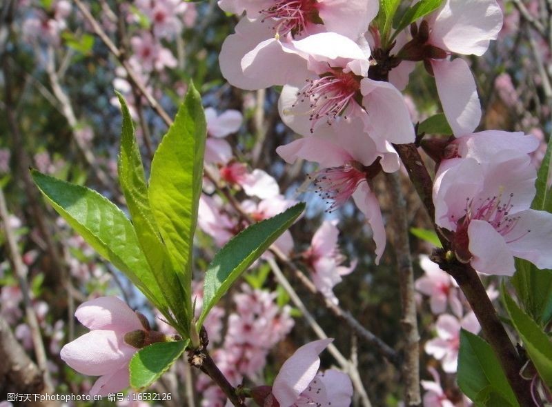 春天的风景桃花图片