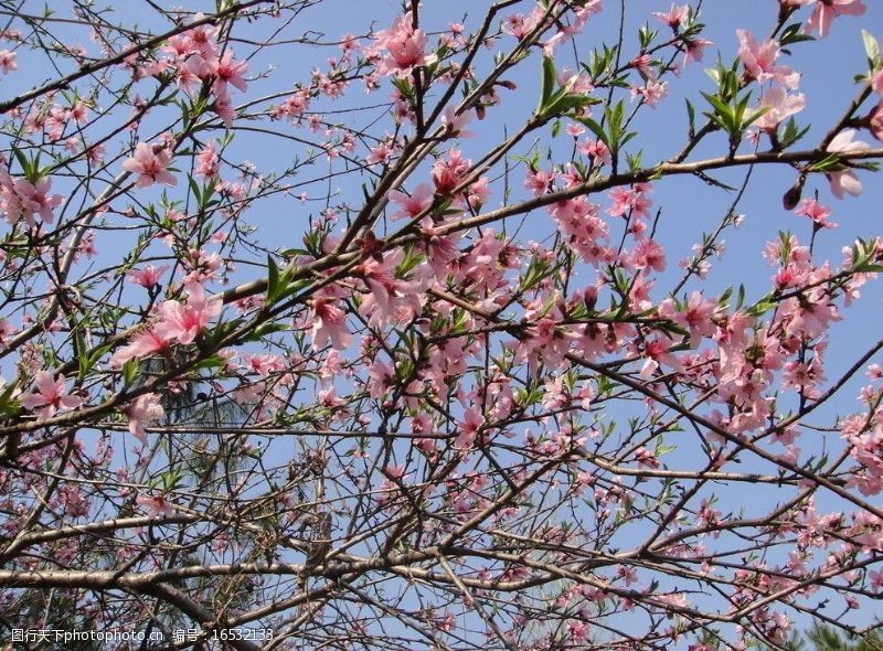 春天的风景桃花图片