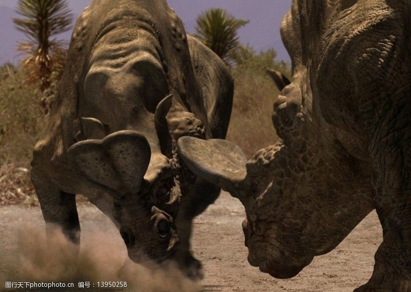 史前巨兽巨犀的战斗图片