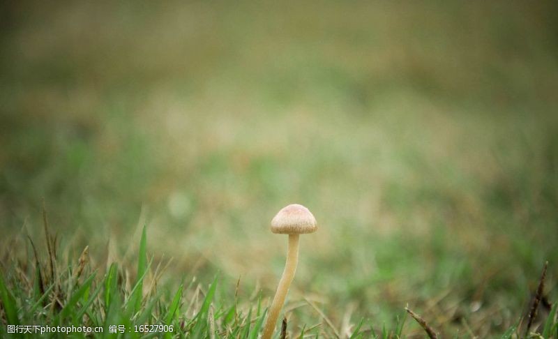 花菇蘑菇图片