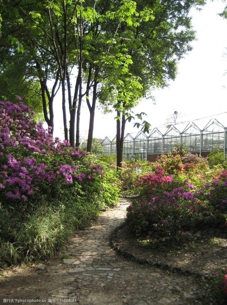 杜鹃花武汉植物园图片