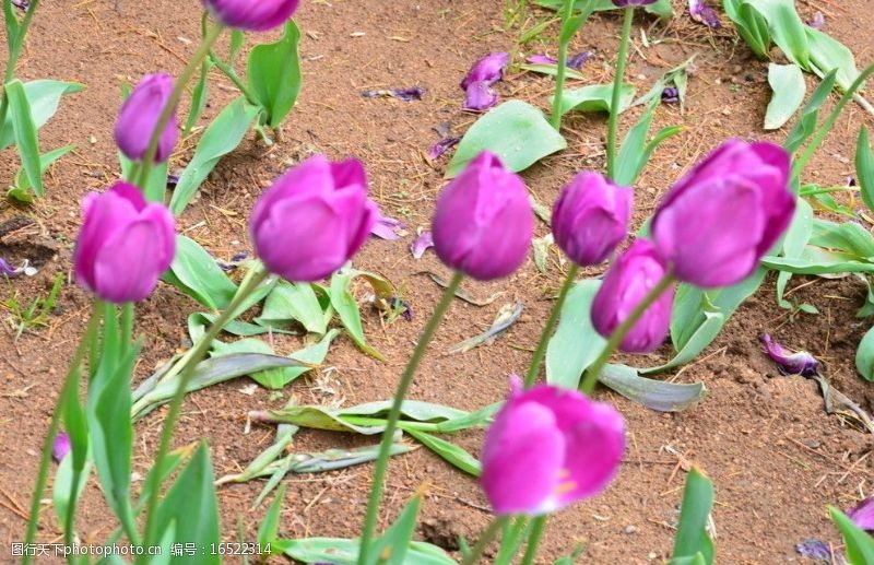 紫色系郁金香图片