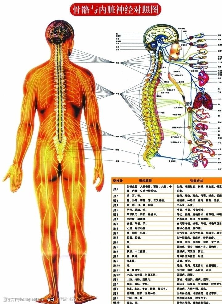 医疗器材骨骼与内脏神经对照图图片