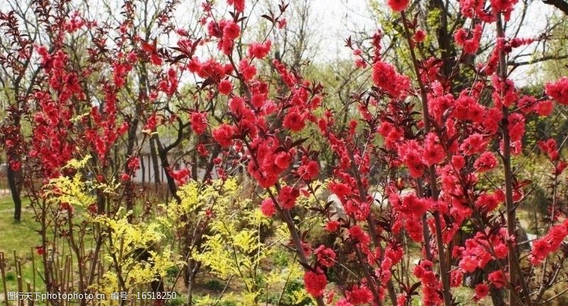 春天的风景碧桃盛开的园林图片