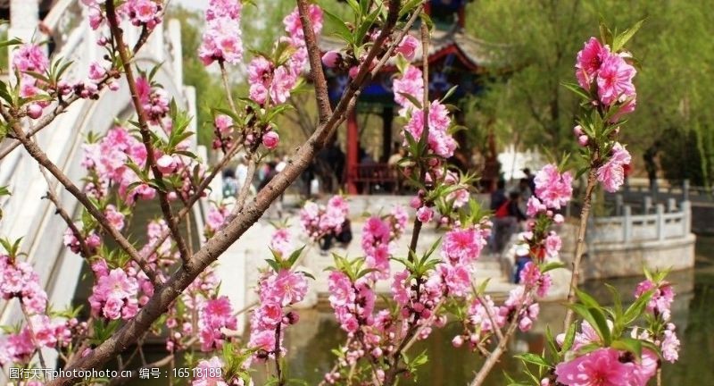 春天的风景桃花掩映的小桥图片