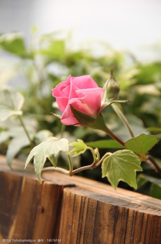 艳丽花朵花圃中玫瑰花蕾图片