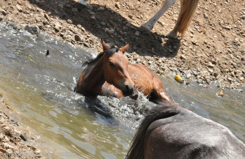 解渴马匹饮水图片