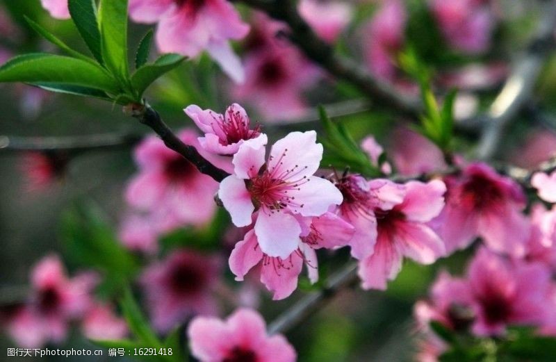 针叶树桃花图片